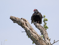 Turkey Vulture 1111